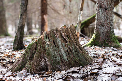 beford-stump-grinding-cut-down-tree