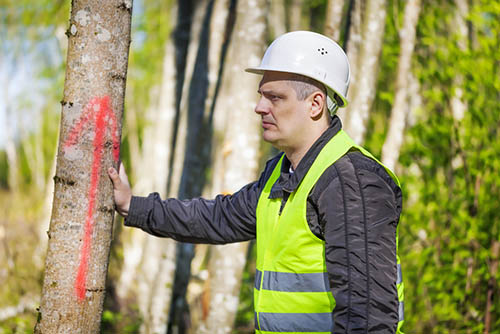 Bedford-stump-grinding-service-guy