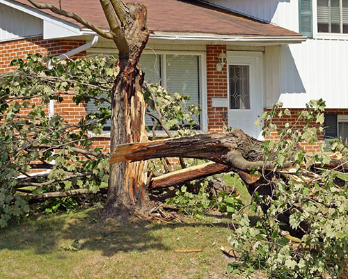 Bedford-stump-grinding-storm-damaged-tree
