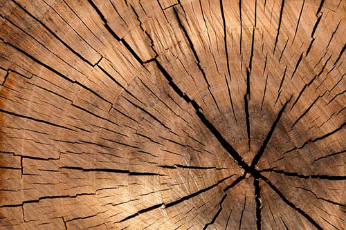 Bedford-stump-grinding-wood-detailed