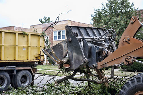 bedford-stump-grinding-emergency-tree