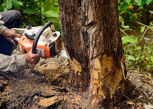 bedford-stump-grinding-services-stumpgrind