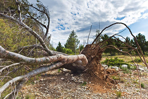Bedford-stump-grinding-stormed-tree