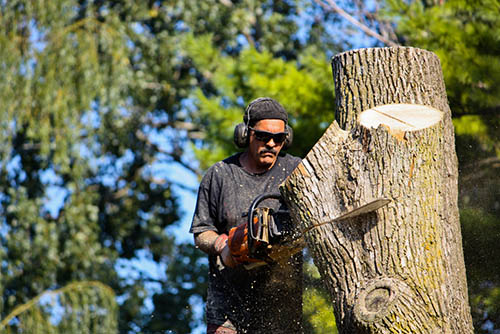 Bedford-stump-grinding-tree-removal