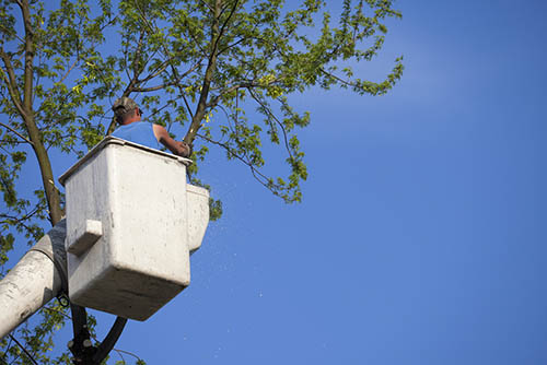 bedford-stump-grinding-tree-trimming